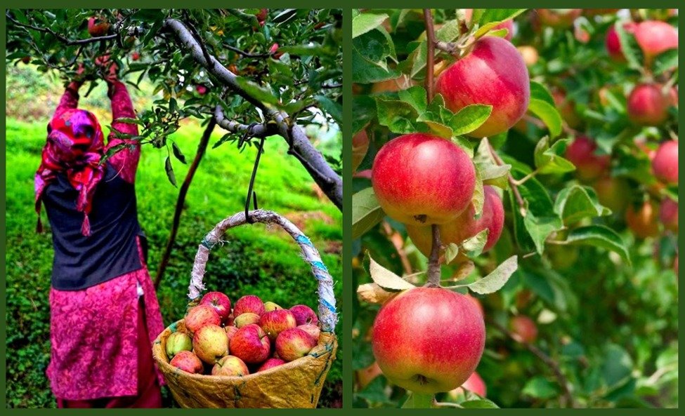 Himachal apple growers furious over FTA with New Zealand